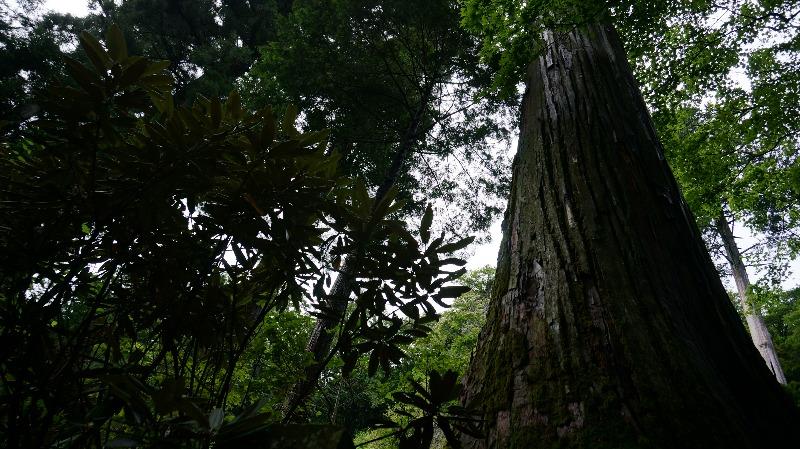 榛名神社境内の杉並木