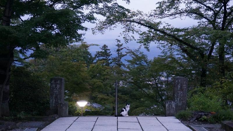 達磨寺境内のネコ